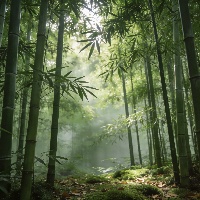 刘*佳