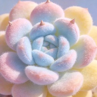 王*硕